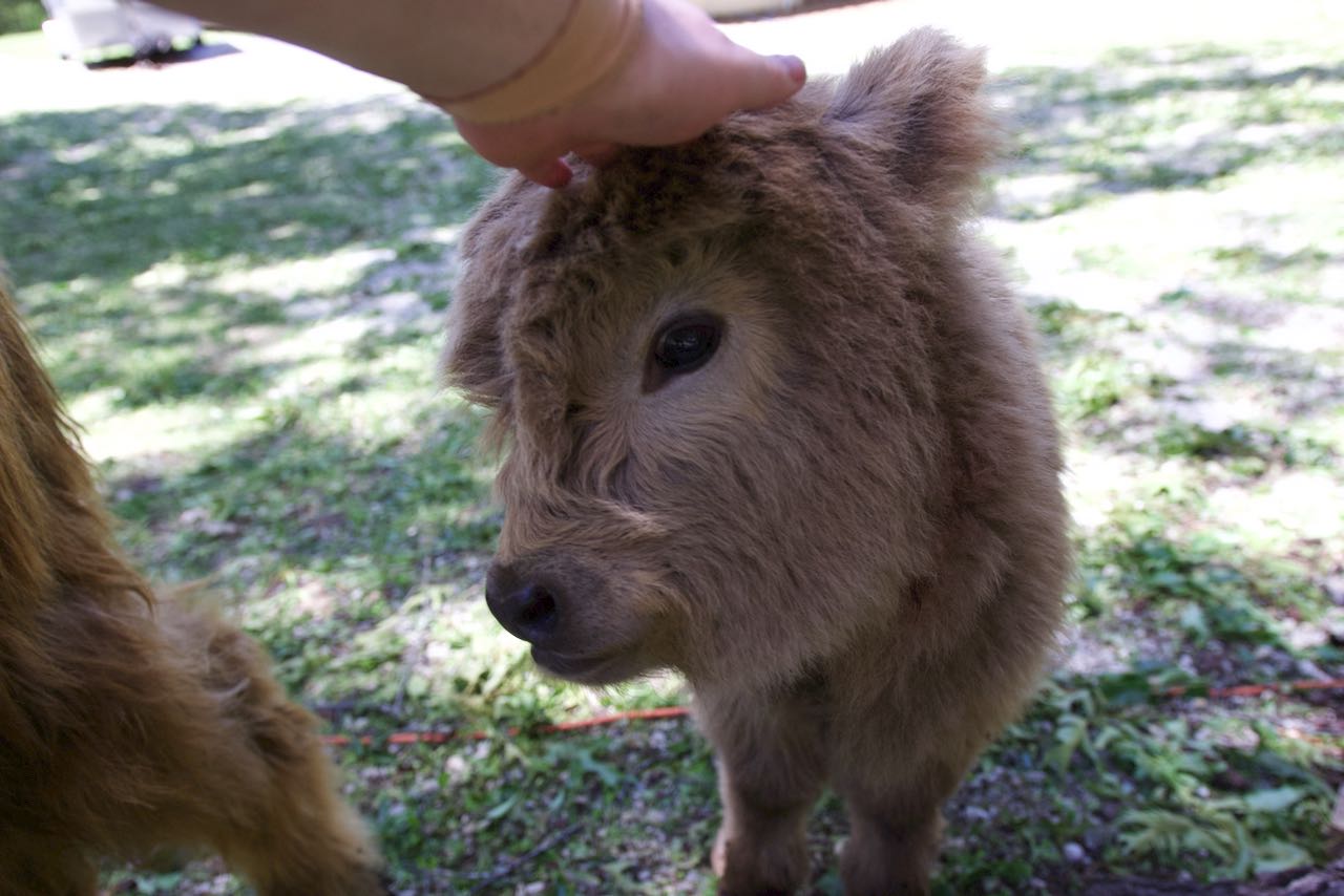 Book a farm tour to pet cattle.